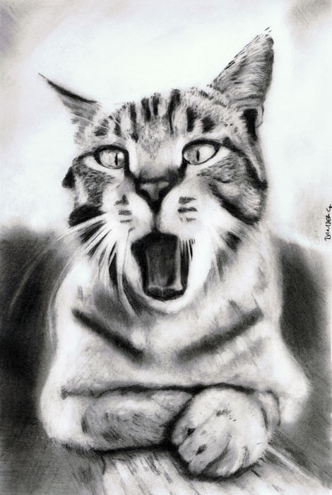 Cat Portrait, art